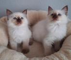 Ragdoll kittens met stamboom, Meerdere dieren, Gechipt, 0 tot 2 jaar