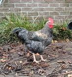 Jonge haan, Dieren en Toebehoren, Mannelijk, Kip