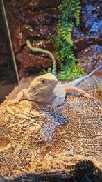 Terrarium + Baardagaam, Dieren en Toebehoren, Reptielen en Amfibieën | Toebehoren, Ophalen, Gebruikt, Terrarium of Paludarium