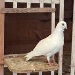 Figuritas duiven ., Dieren en Toebehoren, Vogels | Duiven, Meerdere dieren, Overige soorten