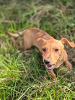 Laagbenig Red merle teefje, Dieren en Toebehoren, Honden | Jack Russells en Terriërs, België, Particulier, Jack Russell Terriër