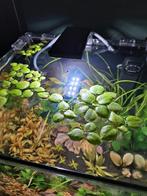 Amazone kikkerbeet aquarium drijfplanten 10 stuks 5 euro, Dieren en Toebehoren, Vissen | Aquaria en Toebehoren, Zo goed als nieuw