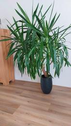 Grote kamerplant Yucca / Yuka / Palmlelie, 100 tot 150 cm, Yucca, Halfschaduw, In pot