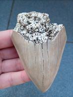 Megalodon haaientand fossiel uit Indonesië, Verzamelen, Mineralen en Fossielen, Ophalen of Verzenden, Fossiel
