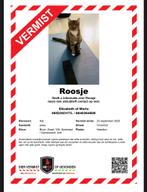 VERMIST…🐈 onze kat ROOSJE., Dieren en Toebehoren, Kat