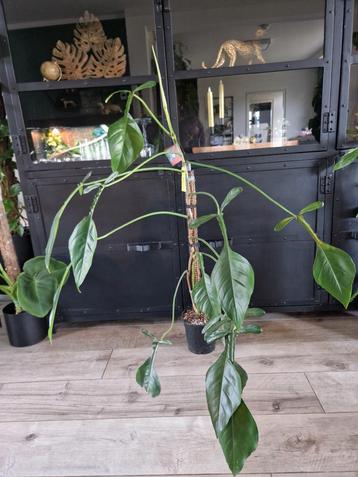 Philodendron Joepii beschikbaar voor biedingen