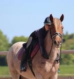 Gave E-pony , merrie, kinderpony, bomproof, B, 3 tot 6 jaar, Recreatiepony, Merrie