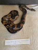 Volwassen konings Pythons, Dieren en Toebehoren, Slang, 3 tot 6 jaar