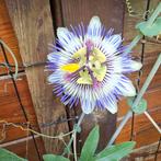 Passiebloem,eetbaar fruit, Tuin en Terras, Planten | Tuinplanten, Ophalen of Verzenden, Zomer, Overige soorten, Volle zon