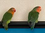 Agapornis Dwergpapegaai Fischerie Roseicolle Personata, Meerdere dieren, Dwergpapegaai of Agapornis