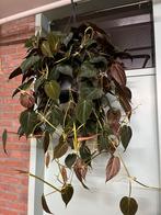 Philodendron micans, Ophalen of Verzenden, Overige soorten, Minder dan 100 cm