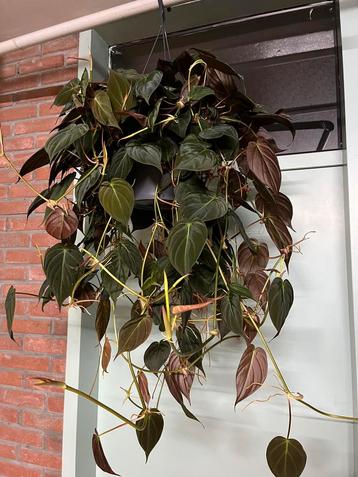 Philodendron micans beschikbaar voor biedingen