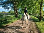 PRE merrie, Dieren en Toebehoren, Paarden, Merrie, Minder dan 160 cm, Gechipt, Dressuurpaard