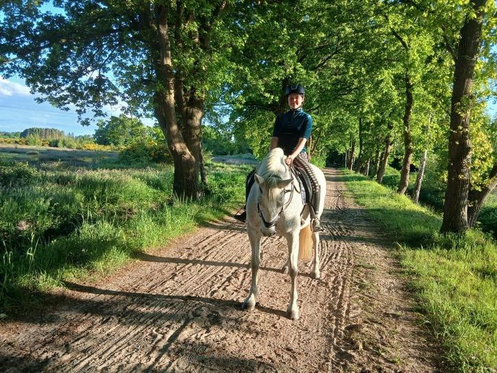 PRE merrie, Dieren en Toebehoren, Paarden, Merrie, Minder dan 160 cm, 11 jaar of ouder, Dressuurpaard, Met stamboom, Gechipt, Ontwormd