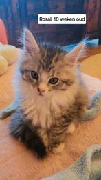 Maine coon kittens 100%, Dieren en Toebehoren, Katten en Kittens | Raskatten | Langhaar, Meerdere dieren, Ontwormd, 0 tot 2 jaar
