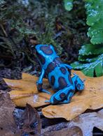 Dendrobates Auratus Celeste, Amfibie, 0 tot 2 jaar
