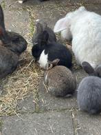 Babykonijntjes zoeken een liefdevolle plek, Dieren en Toebehoren, Konijnen, Meerdere dieren, Dwerg