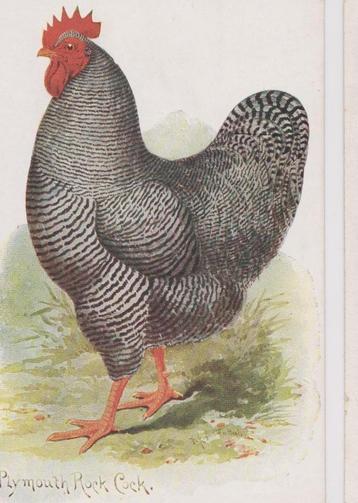 Hoender kaart Tuck" Post Card nr.10012 beschikbaar voor biedingen