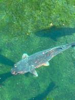 Koi karper, Karper of Koi