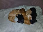 Amerikaanse cocker spaniel pups,, Dieren en Toebehoren, 8 tot 15 weken, Meerdere, Meerdere dieren, Spaniël
