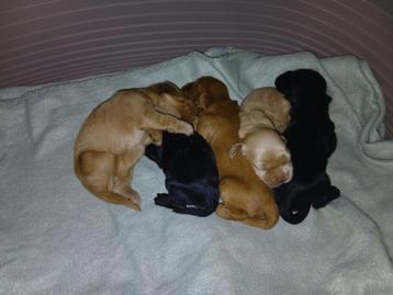 Amerikaanse cocker spaniel pups,  beschikbaar voor biedingen