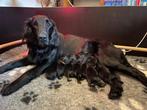 Flatcoated retriever puppy’s, Overige rassen, 8 tot 15 weken, Teef, Meerdere