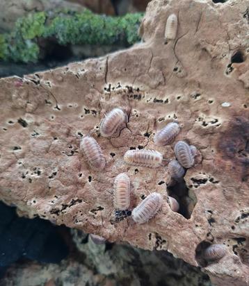 Cubaris sp 'Ice Flower' beschikbaar voor biedingen