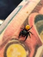 Phidippus Texanus Man, Dieren en Toebehoren