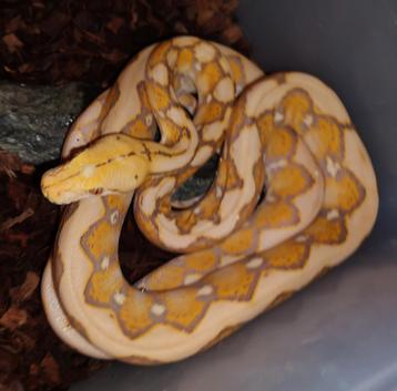 S.D. Retic Female,  beschikbaar voor biedingen