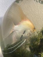 Maanvis wit/geel, Vis, Zoetwatervis