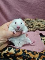 handtame mannelijke goudhamsters, Mannelijk, Hamster, Na 1 juli 2024, Tam