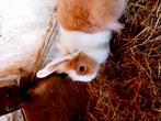 Jonge konijnen hollanders, Dieren en Toebehoren, Meerdere dieren