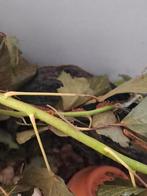 Wandelende takken - nimfen, Wandelende tak