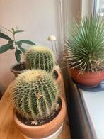 grote cactus, Ophalen, Minder dan 100 cm, In pot, Cactus