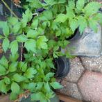 Maggie plant  in potten te koop, Ophalen, Vaste plant, Overige soorten, Volle zon