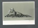 3040 Kunstkaart Carel Willink dieren poes poezen kat katten, Verzamelen, Ongelopen, Verzenden, Hond of Kat