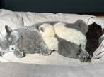Britse korthaar kittens