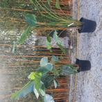Strilizia xxl 3 stuks, 1 alocasia xxl., Ophalen of Verzenden, Volle zon, Overige soorten