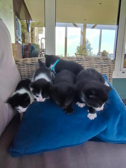 🐱5 lieve, schattige kittens, vanaf 2 juli ophalen!, Dieren en Toebehoren, Katten en Kittens | Overige Katten, Kortharig, Meerdere dieren