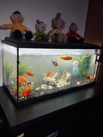 Aqarium  compleet, Dieren en Toebehoren, Vissen | Aquaria en Toebehoren, Ophalen of Verzenden, Zo goed als nieuw, Gevuld zoetwateraquarium