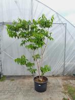 Heptacodium miconioides (Zevenzonenboom) solitair/meerstam, Tuin en Terras, Planten | Bomen, Overige soorten, 100 tot 250 cm, Zomer