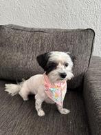 Ik zoek een bijbaan als iemand die honden uitlaat, Ophalen, Nieuw