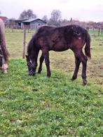APPALOOSA Hengst veulen, Dieren en Toebehoren, Paarden, Niet van toepassing, 0 tot 2 jaar, Hengst, Gechipt