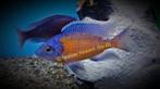 Copadichromis Red Kadango Malawi cichliden, Vis, Zoetwatervis, Schoolvis