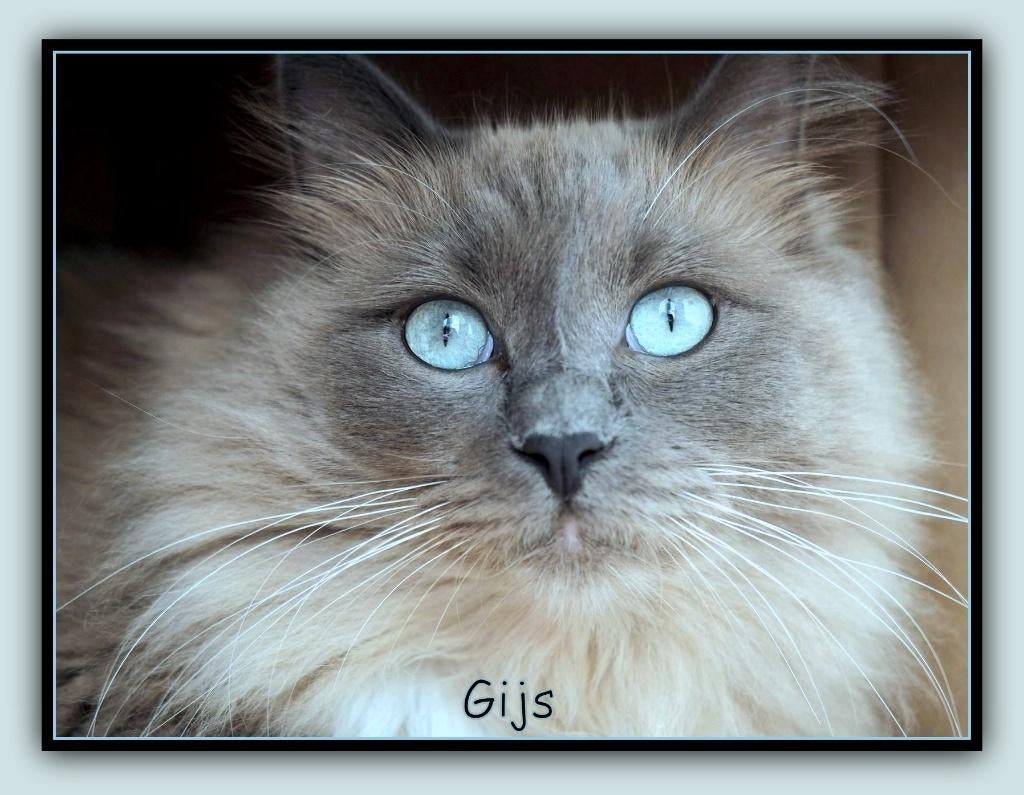 mooie dekkaters: maine coon, ragdoll, brits korthaar, sibeer