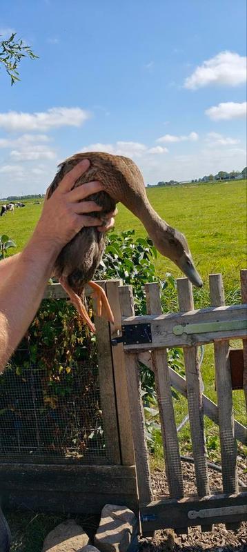 Indische loopeend woerd beschikbaar voor biedingen