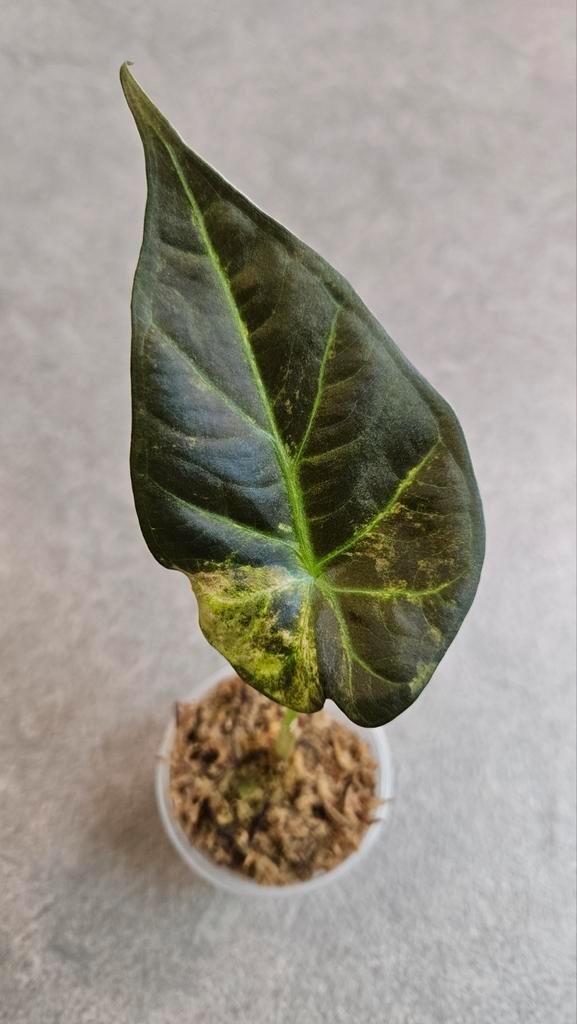 Alocasia Regal Shield Gold Variegata, Huis en Inrichting, Kamerplanten, Minder dan 100 cm, Halfschaduw, Ophalen of Verzenden