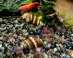 Helena slakken, Dieren en Toebehoren, Vissen | Aquariumvissen, Slak of Weekdier