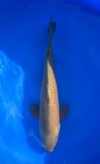 Chagoi/Soragoi Marusei Hirasawa | Koikarpers  | Nisai vissen, Dieren en Toebehoren, Vissen | Vijvervissen, Karper of Koi