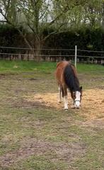 Gezocht weiland te huur voor ponys, Weidegang, 2 of 3 paarden of pony's